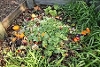 Compost Heap - Food Waste
