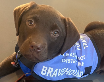Bravehound Bravehound