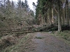 Trees Blown Down